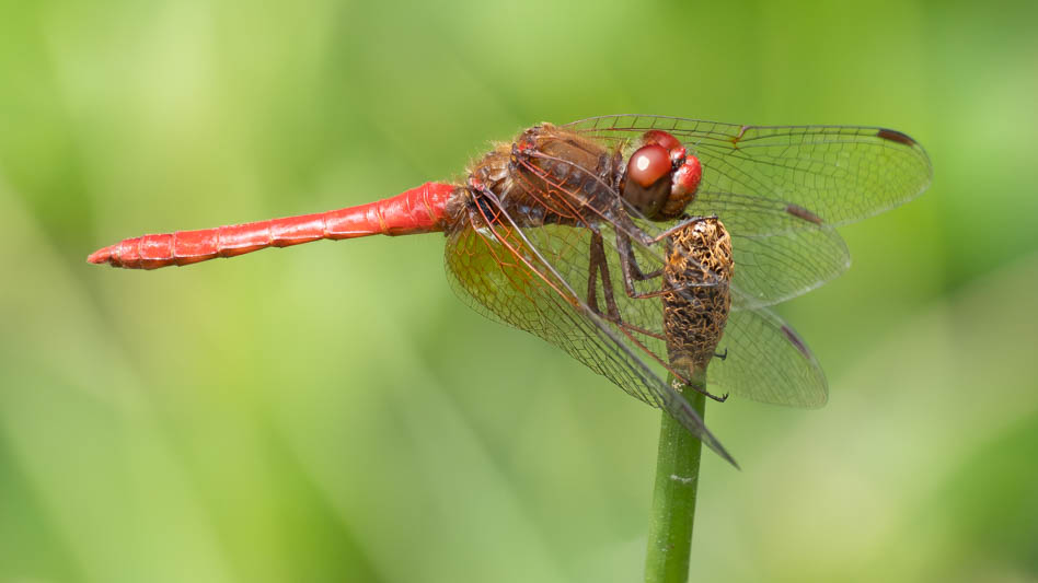 Sympetrum illotum (Cardinal Meadowhawk)-6.jpg